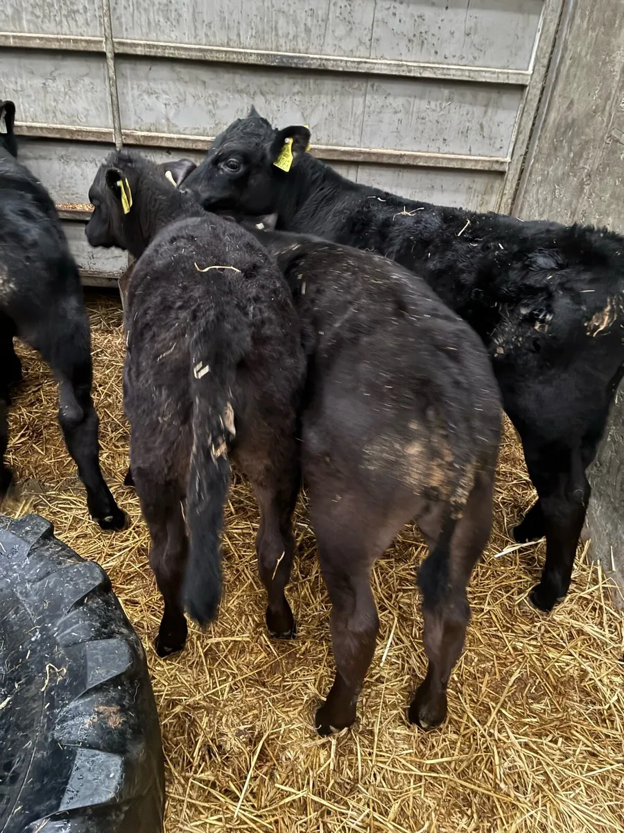 Belgium Blue & Aberdeen Angus - Image 3