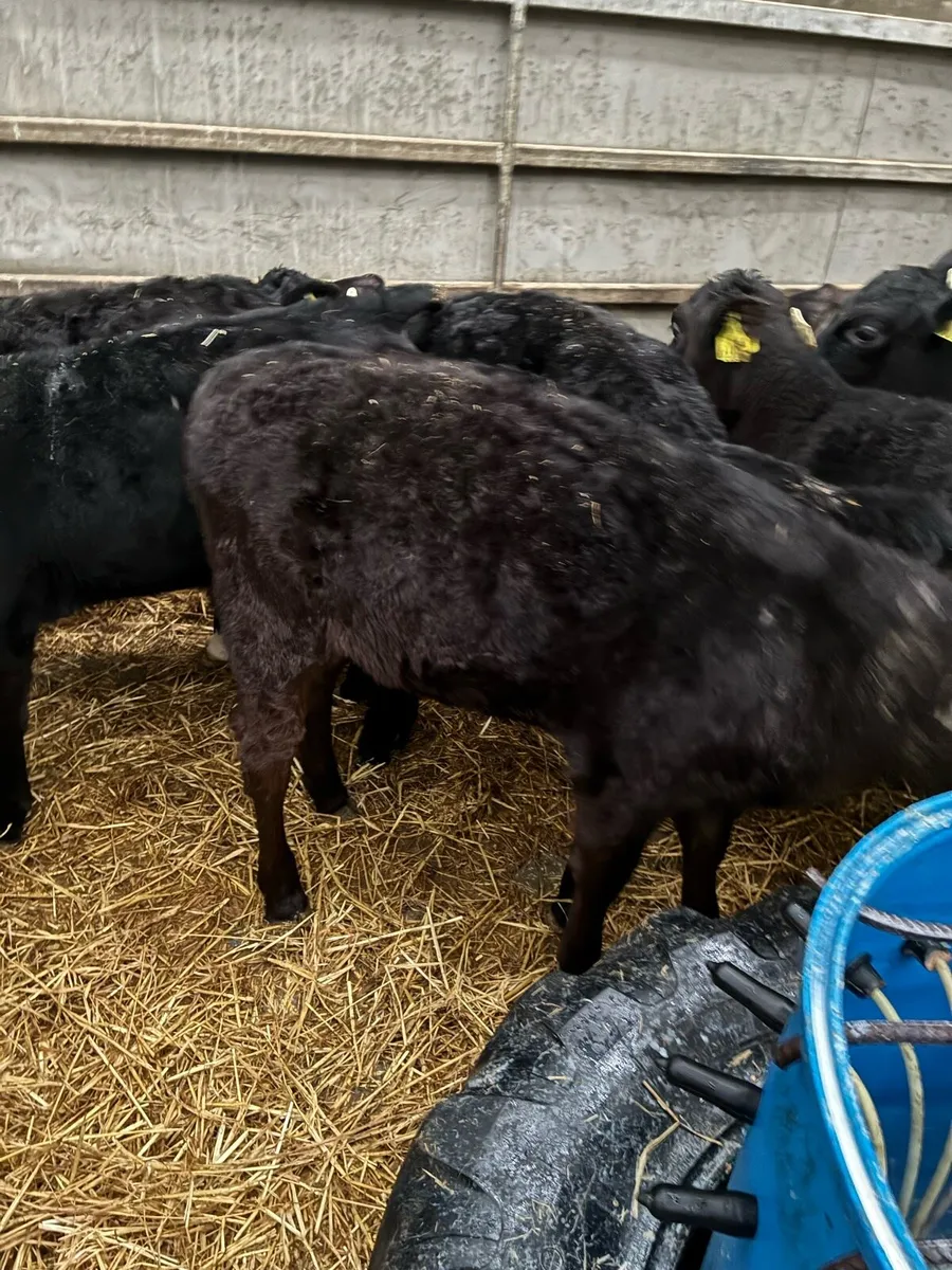 Belgium Blue & Aberdeen Angus - Image 4