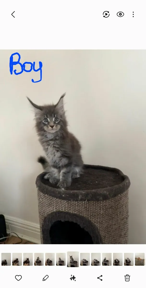 Maine Coon kittens - Image 1