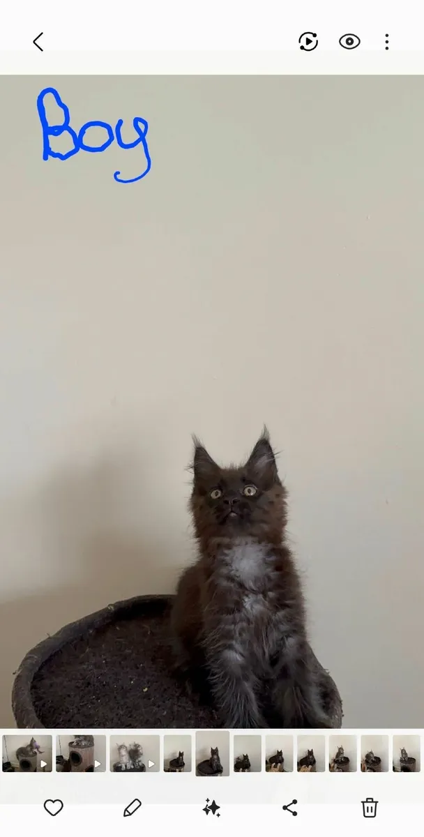 Maine Coon kittens - Image 2