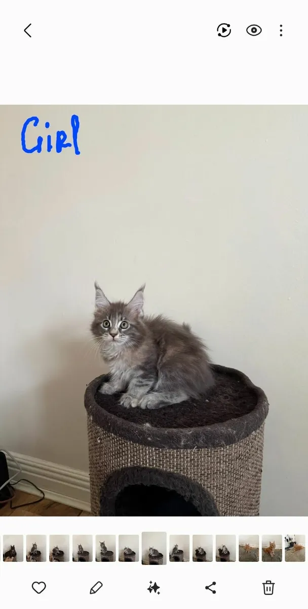 Maine Coon kittens - Image 3