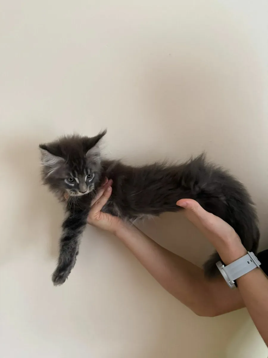 Maine Coon kittens - Image 4