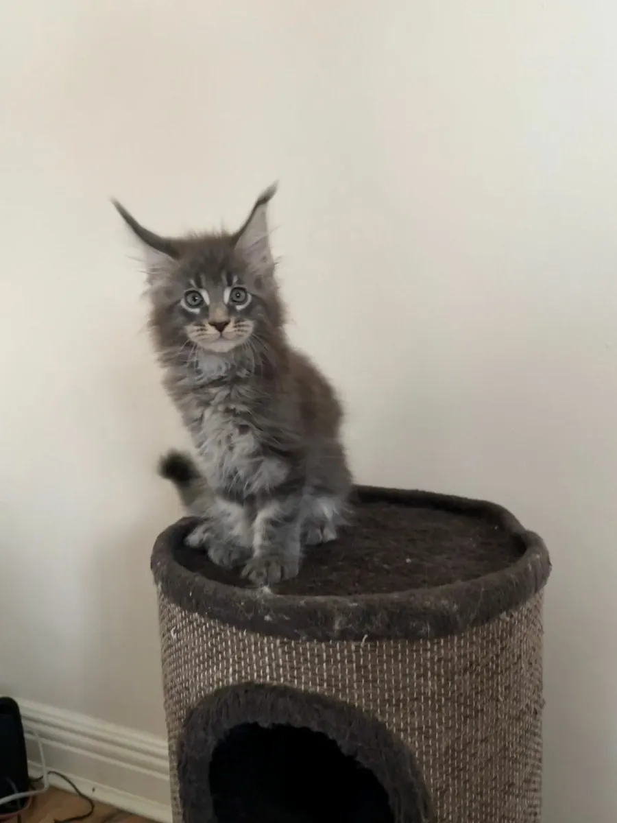 Maine Coon kittens - Image 3