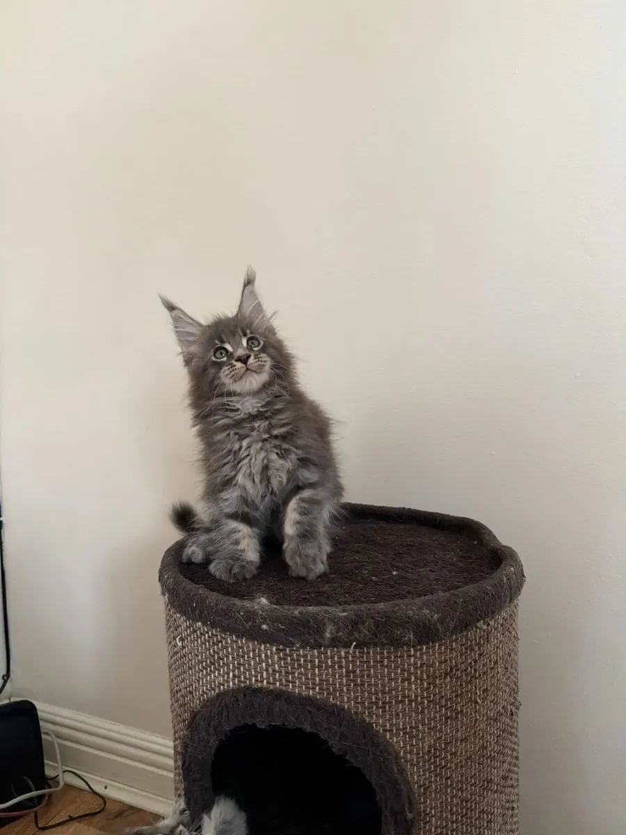 Maine Coon kittens - Image 4
