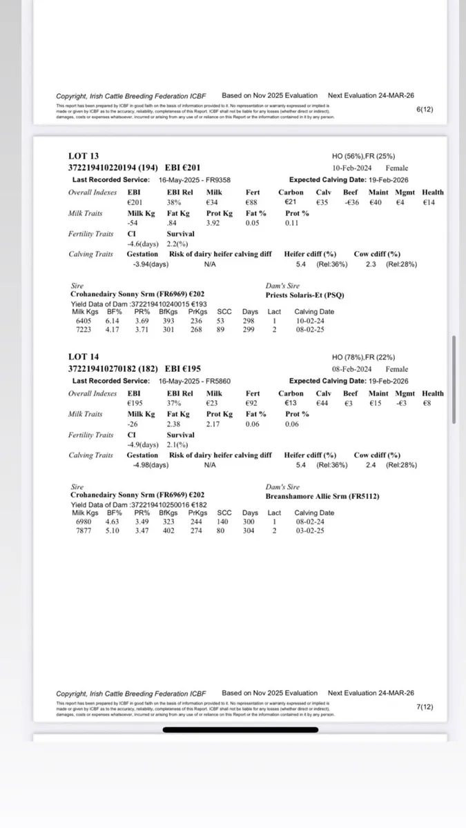 24 incalf heifers high ebi - Image 2