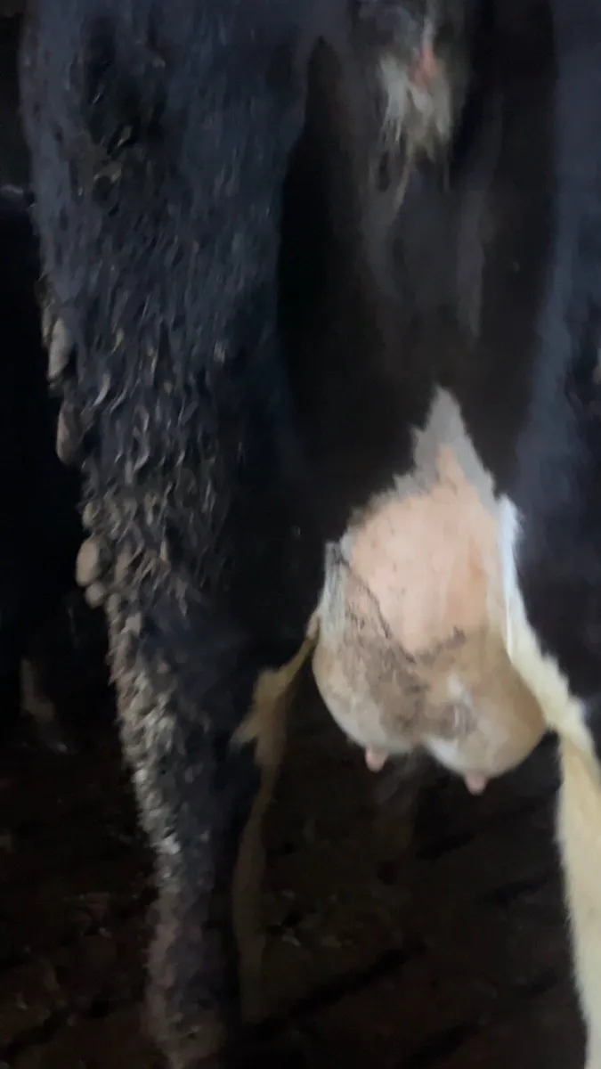 24 incalf heifers high ebi - Image 3