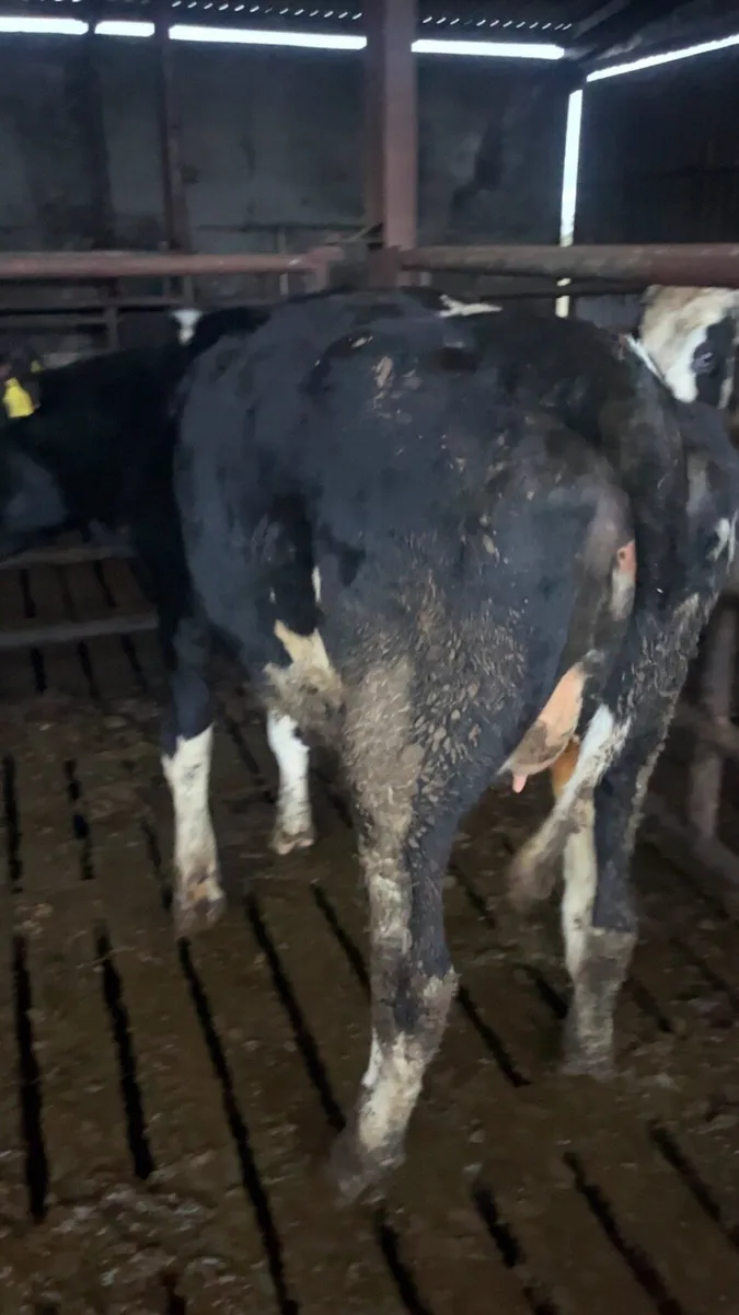 24 incalf heifers high ebi - Image 4