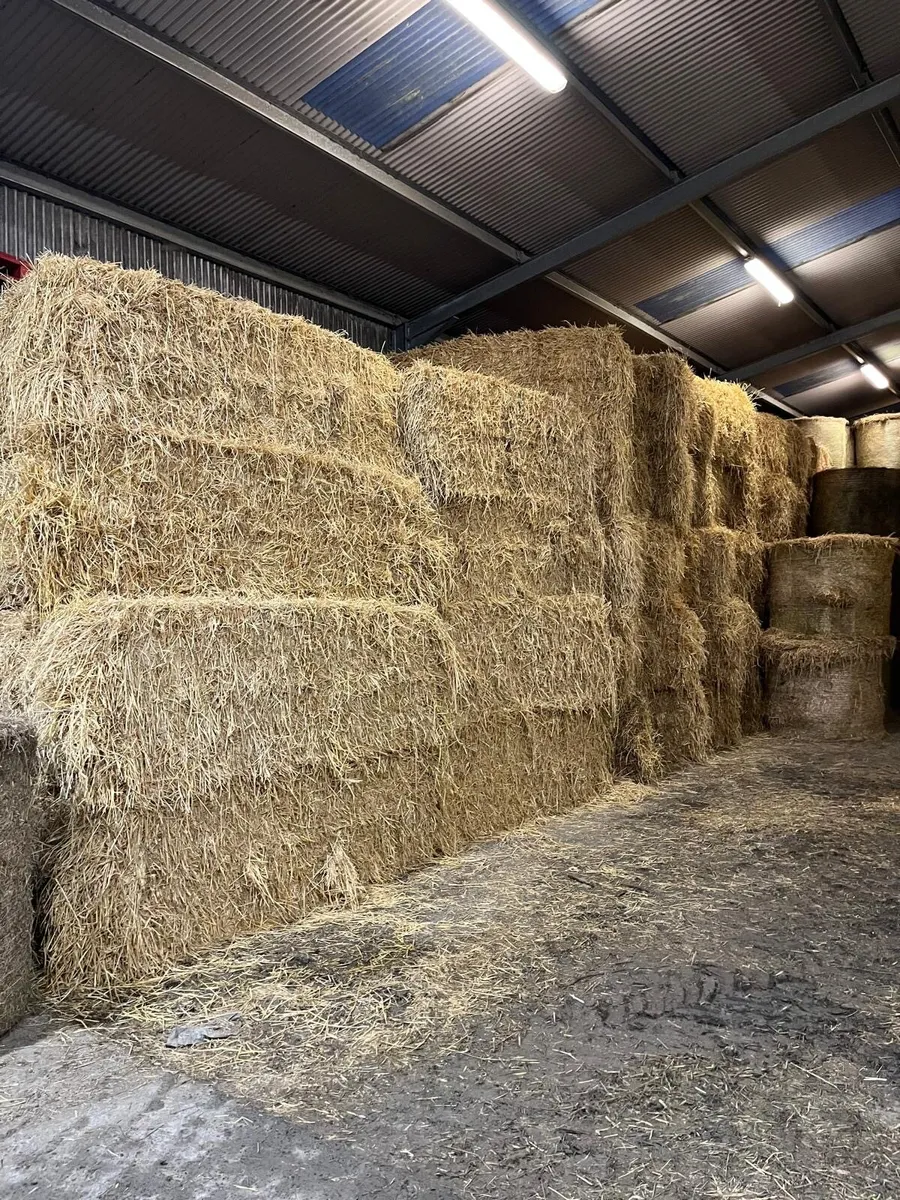 Hay & Straw for sale - Image 3