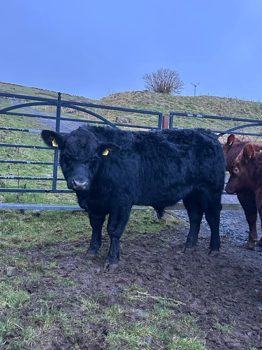 Pedigree Aberdeen Angus bulls - Image 3