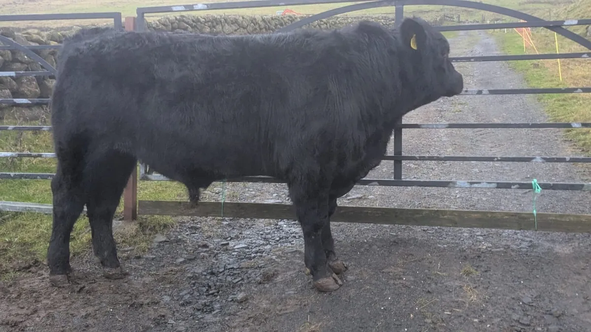 Pedigree Aberdeen Angus bulls - Image 4