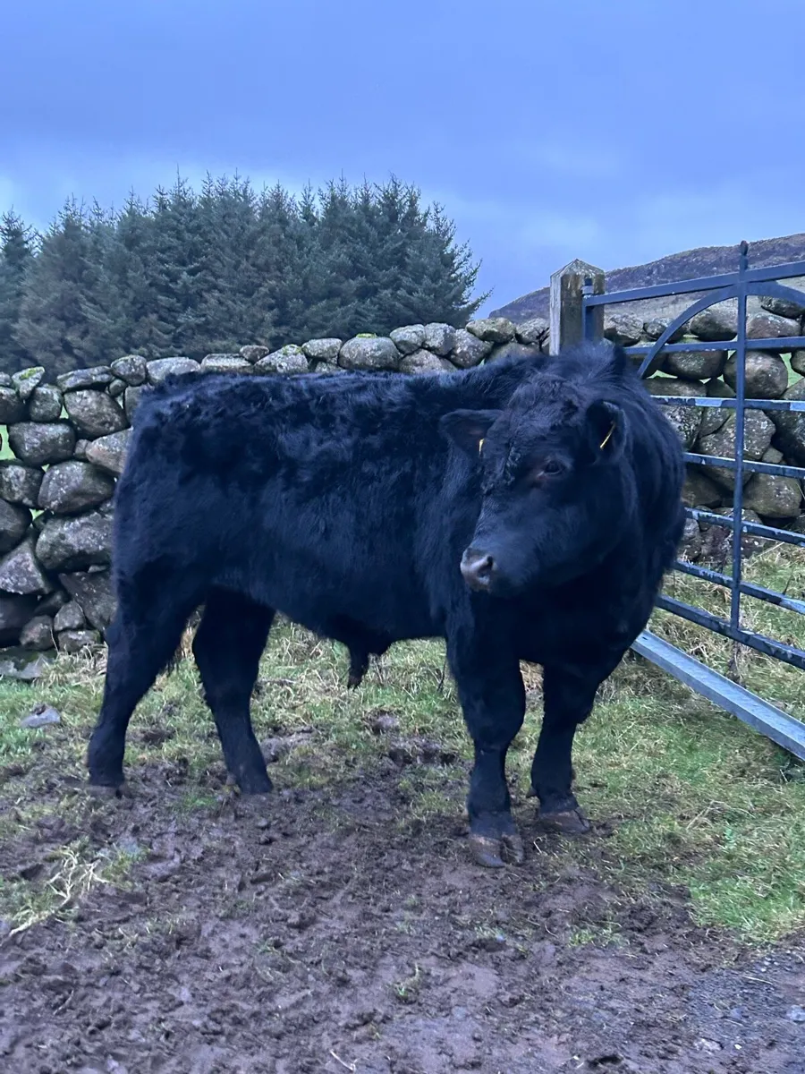Pedigree Aberdeen Angus bulls - Image 2