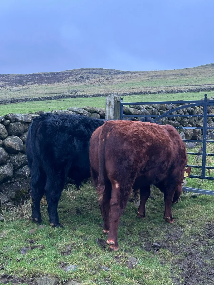 Pedigree Aberdeen Angus bulls - Image 1
