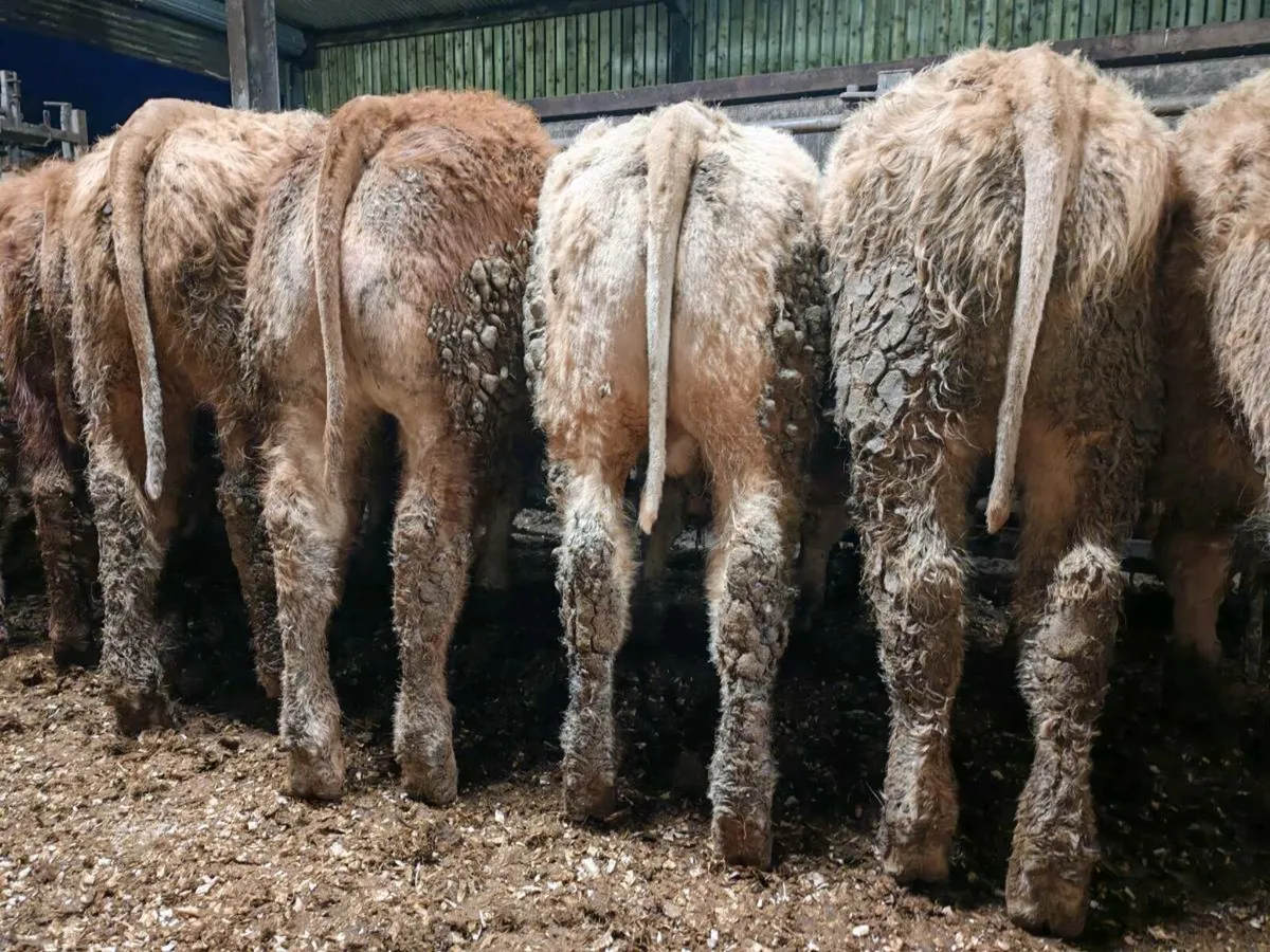 30 Chx Bullock's. - Image 4