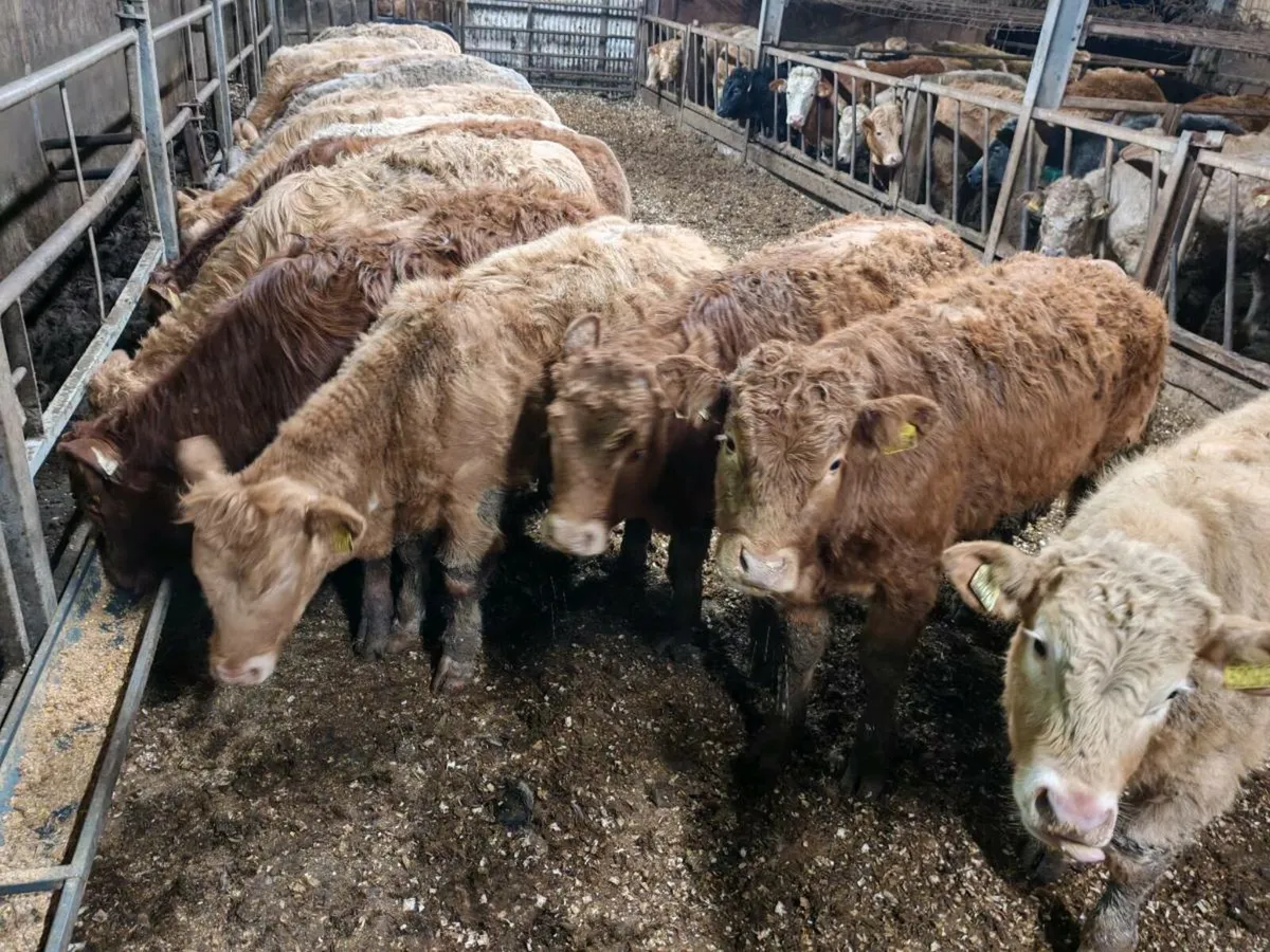 20 Grass  Bullock's. - Image 3