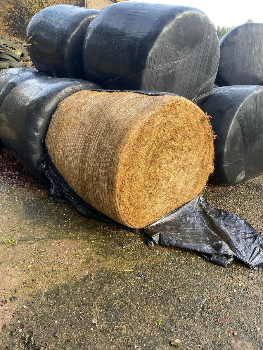 Silage bales - Image 2