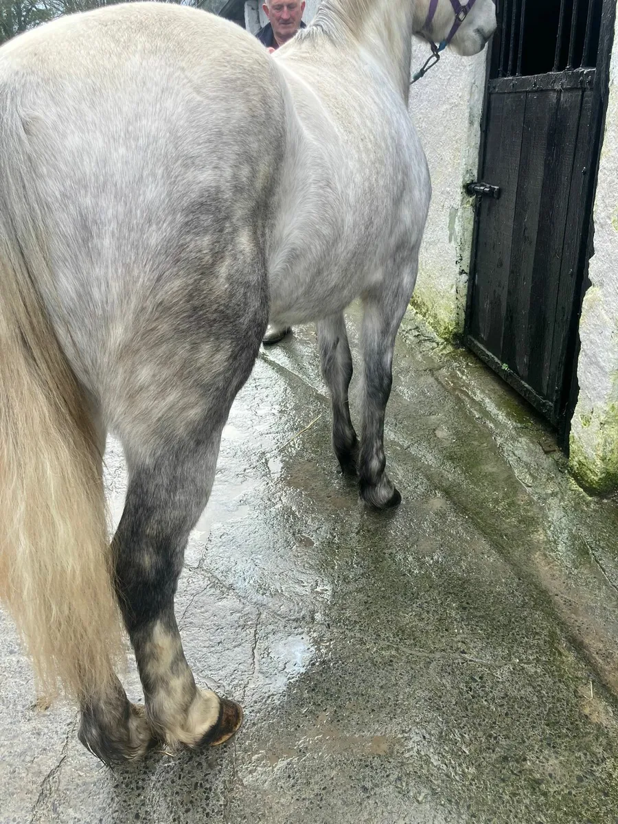 Connemara pony - Image 4