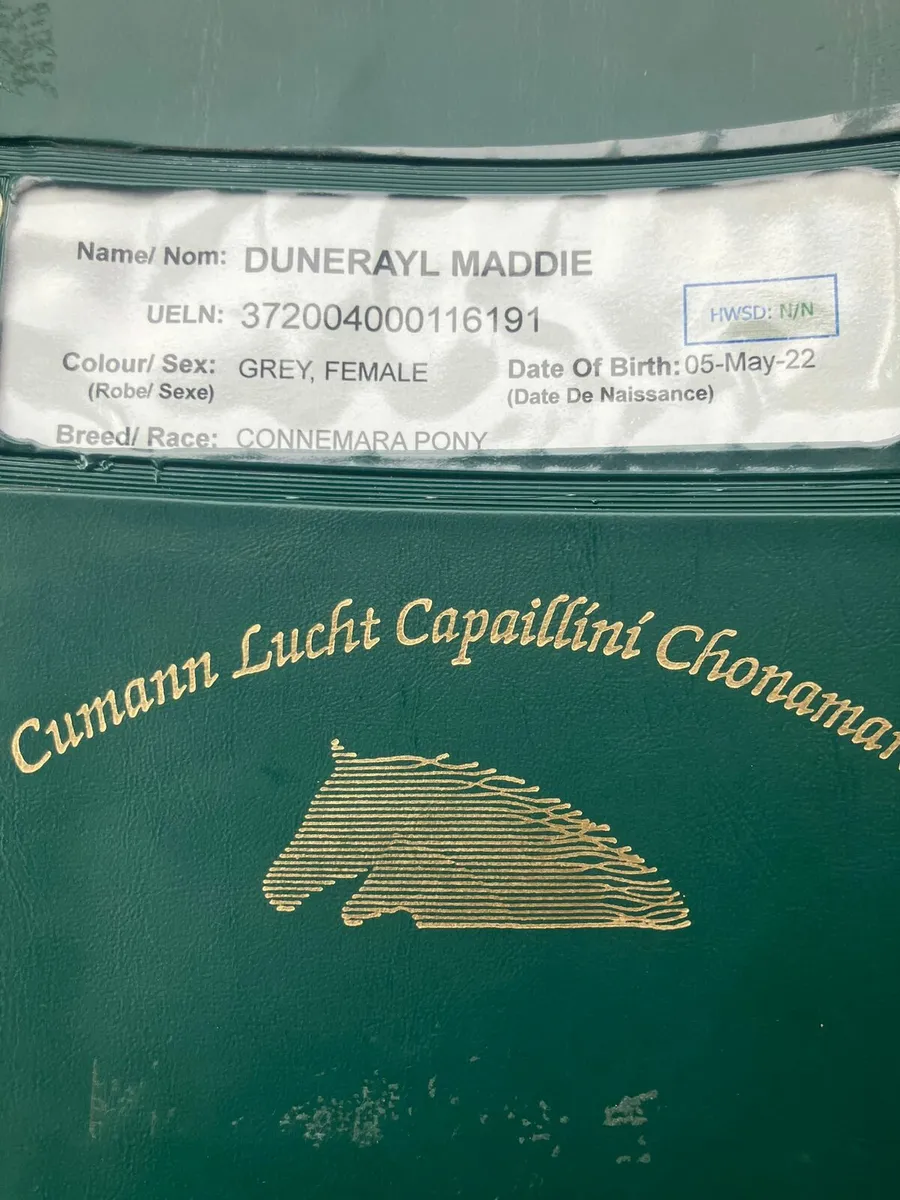 Connemara pony - Image 2