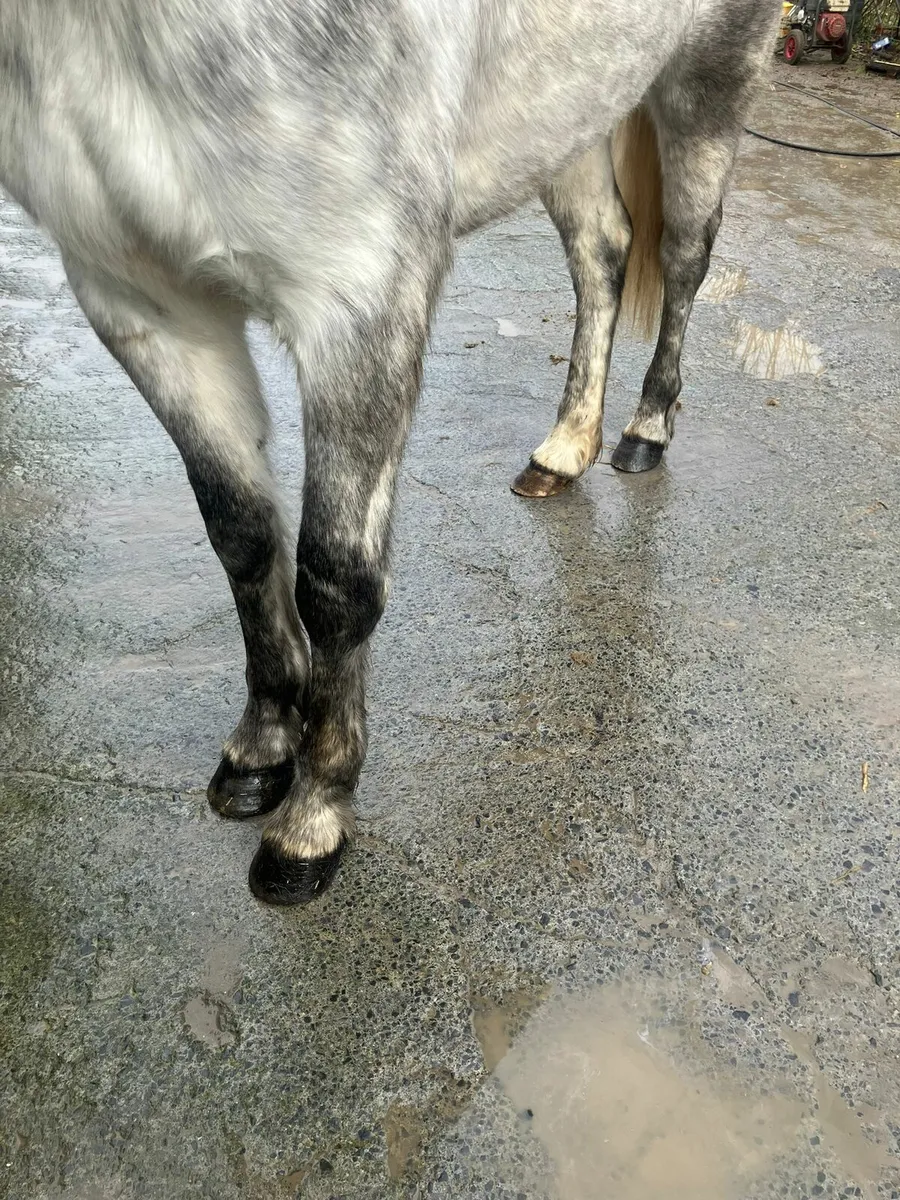 Connemara pony - Image 3