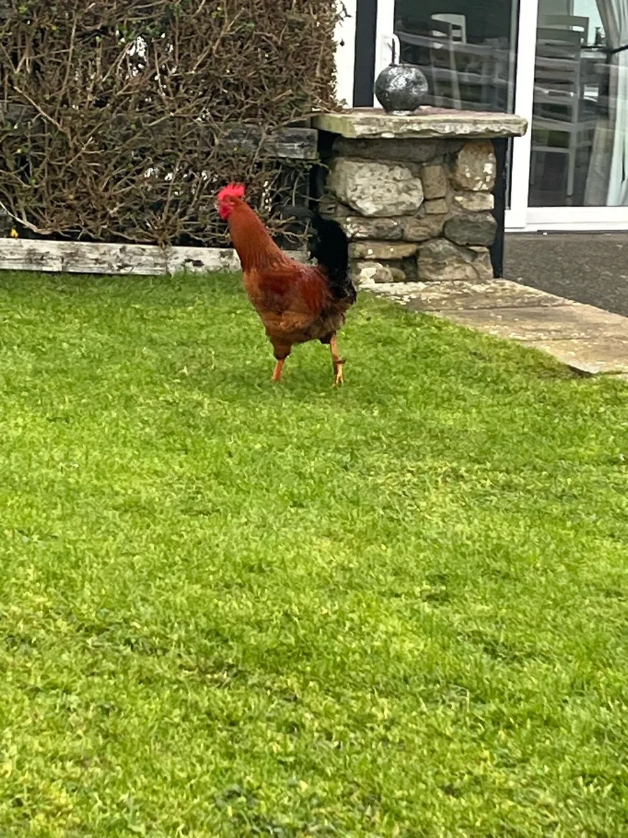 Young roosters - Image 1