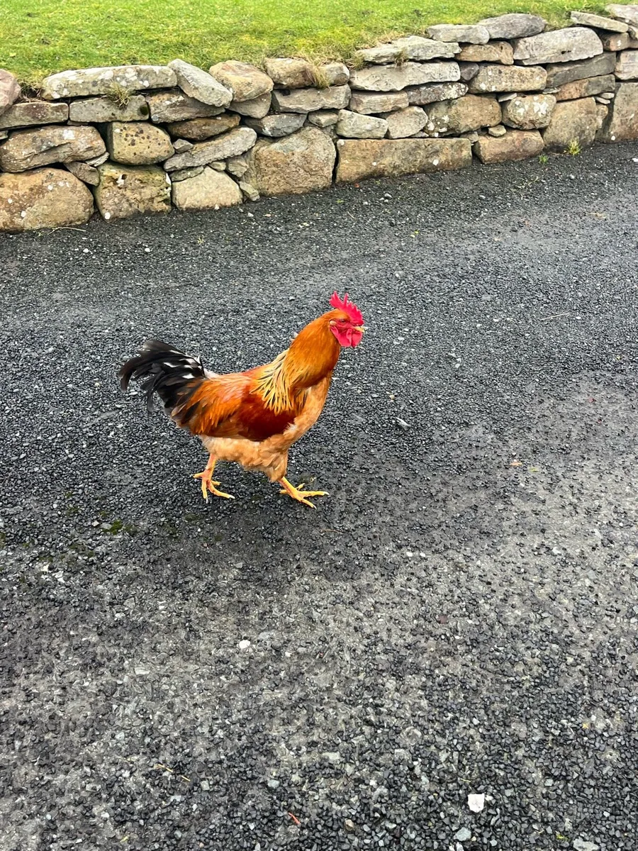 Young roosters - Image 2