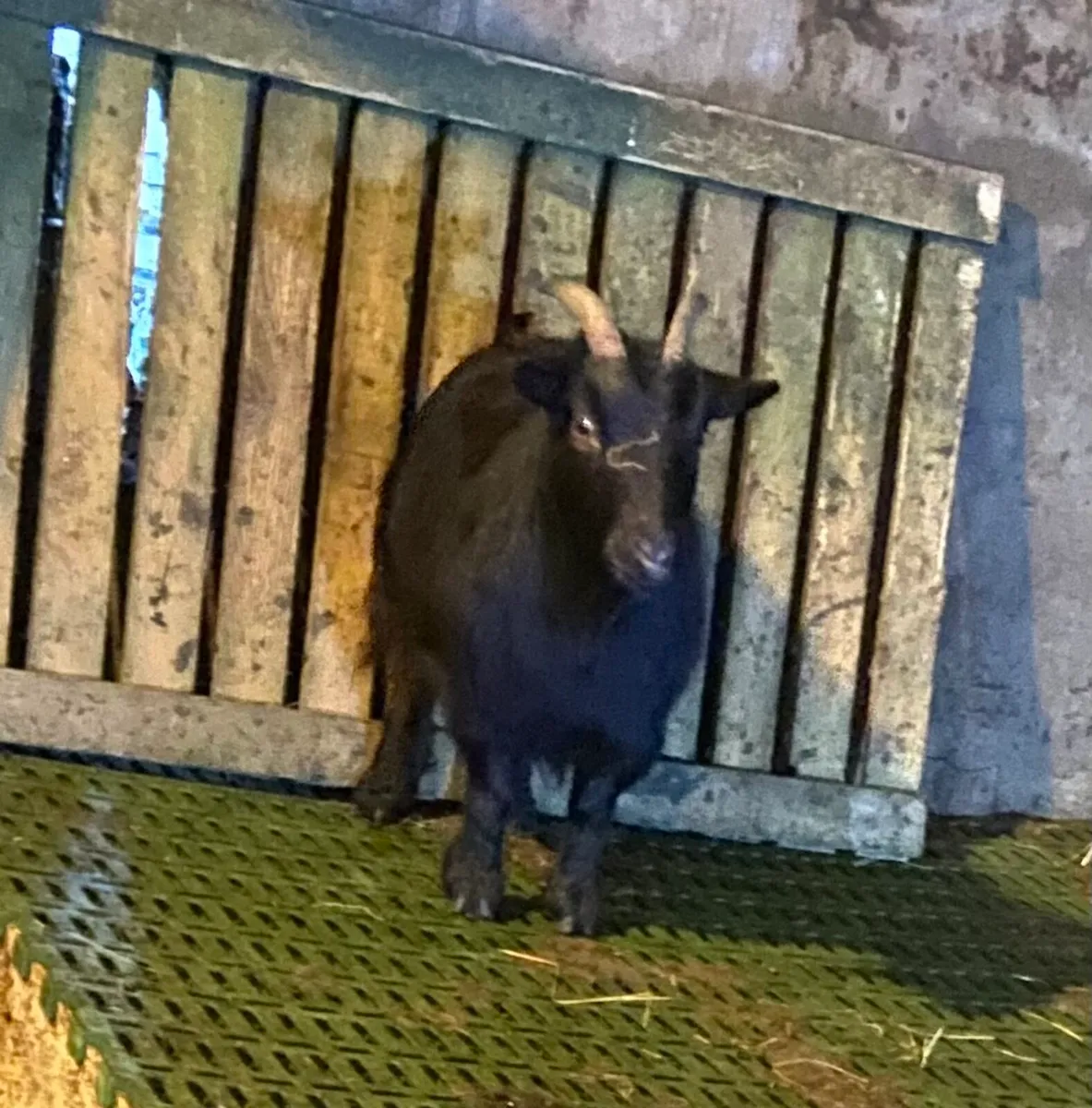 Pygmy goats - Image 2