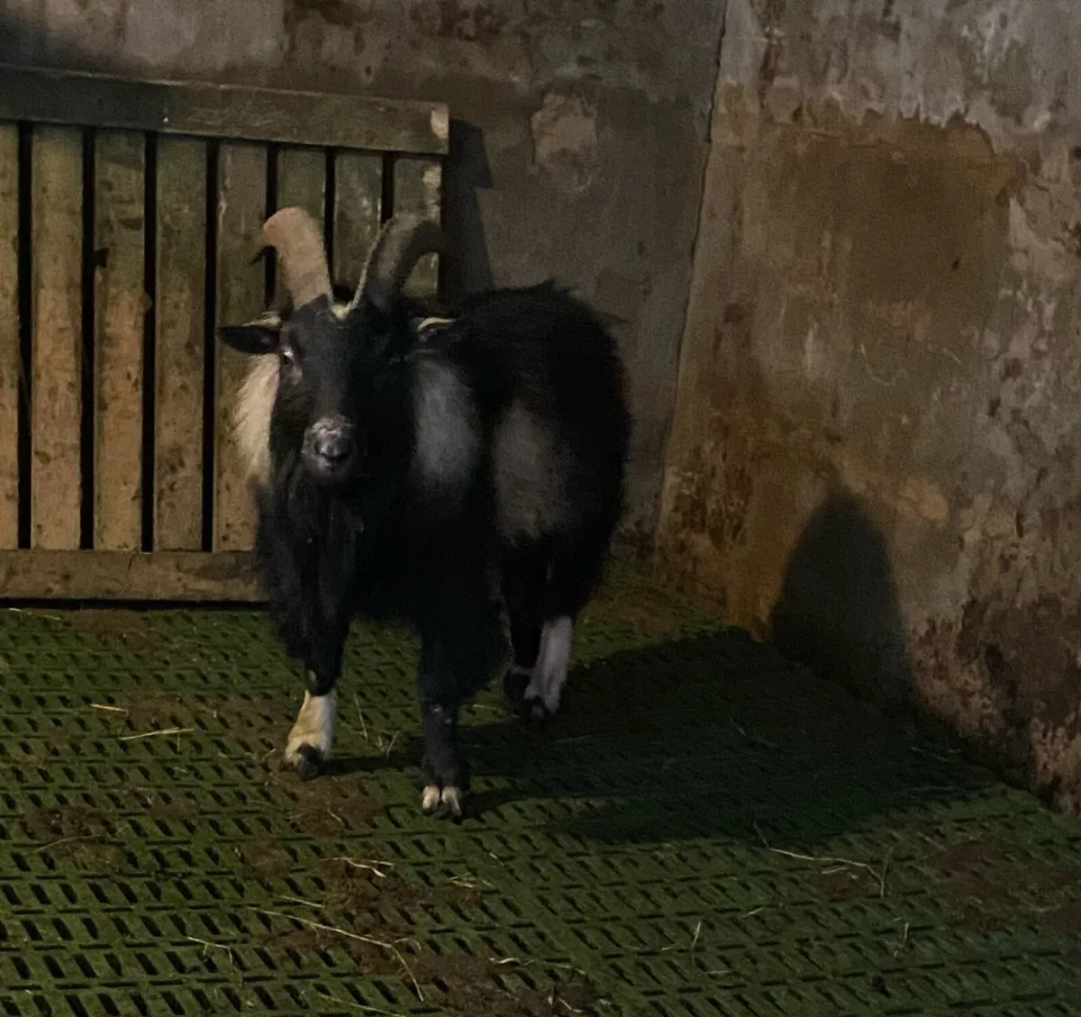 Pygmy goats - Image 3