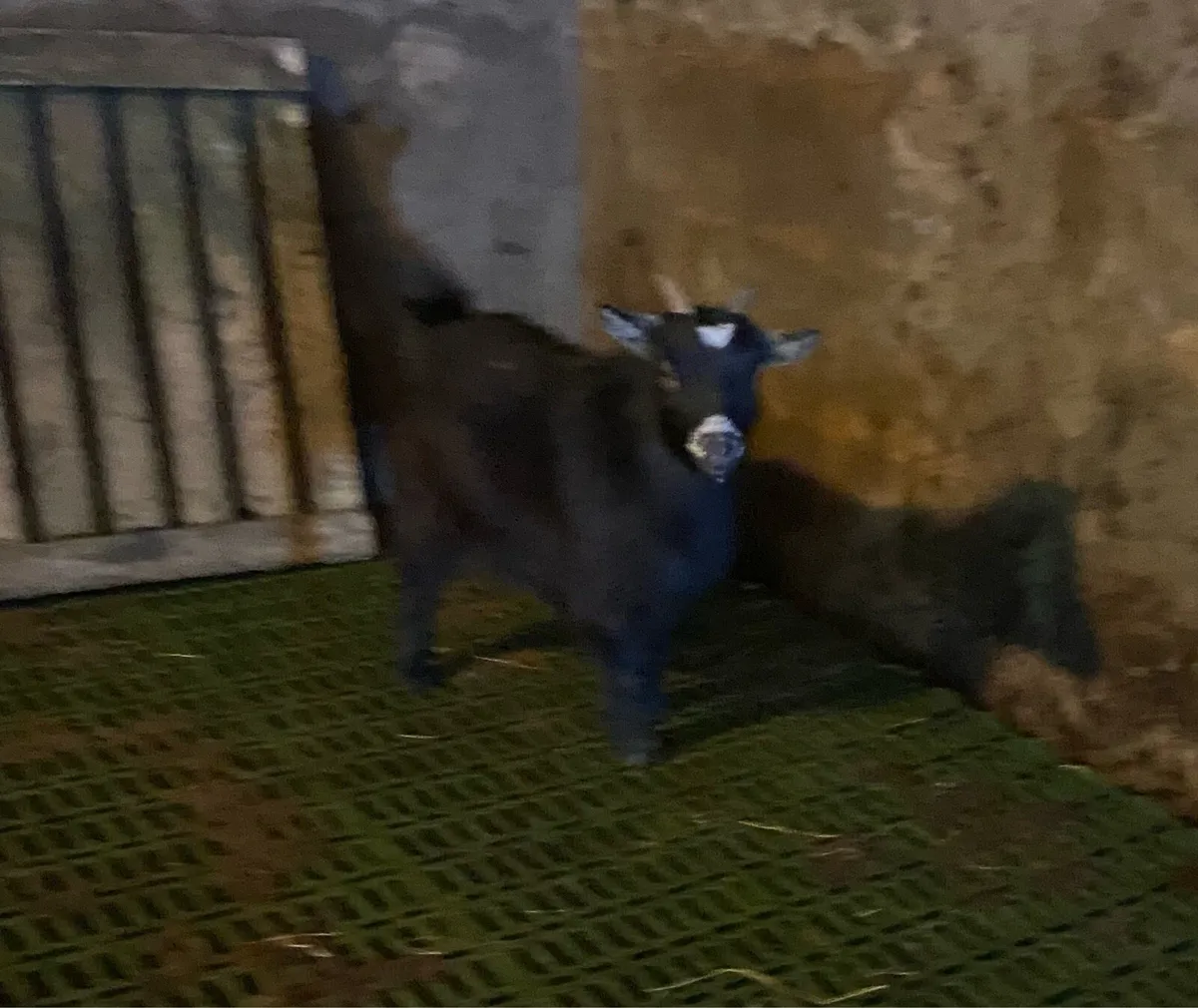 Pygmy goats - Image 4