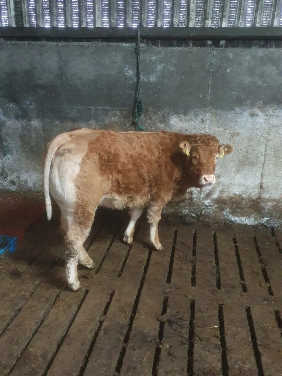 Lim weanling heifer - Image 1