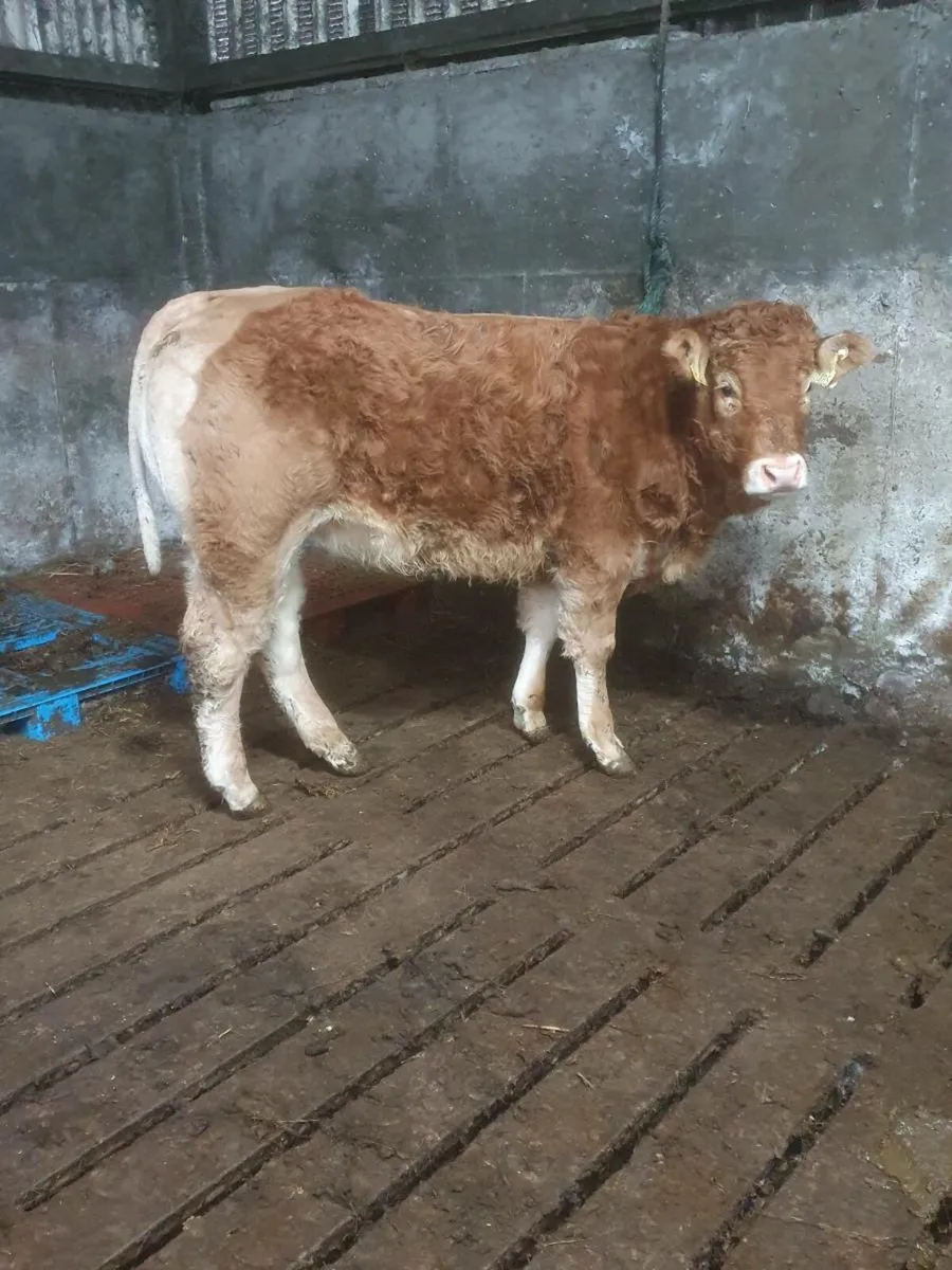 Lim weanling heifer - Image 2