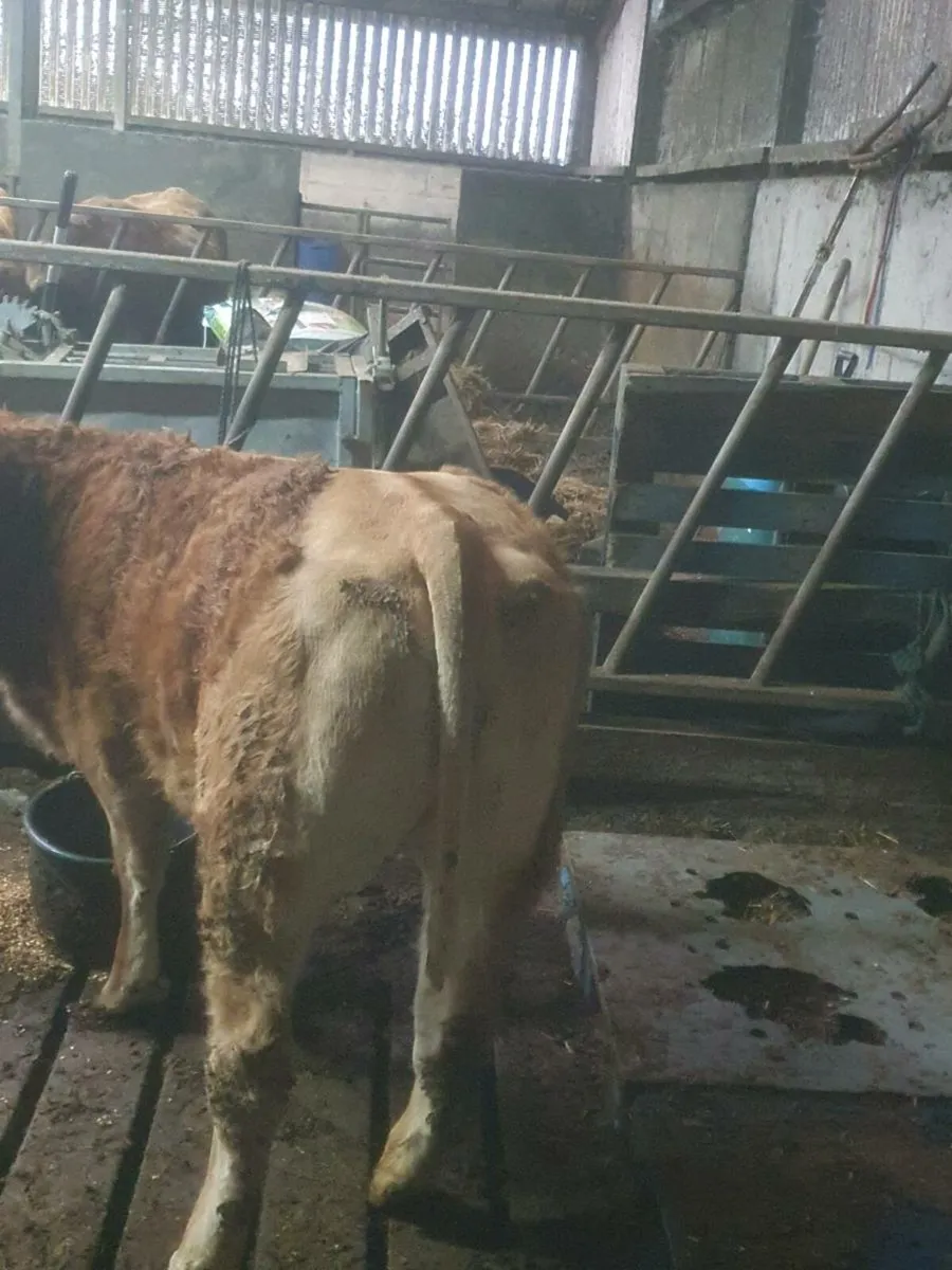 Lim weanling heifer - Image 3