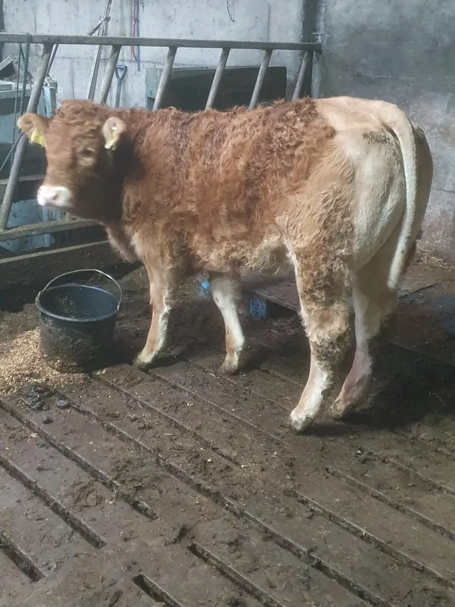 Lim weanling heifer - Image 4