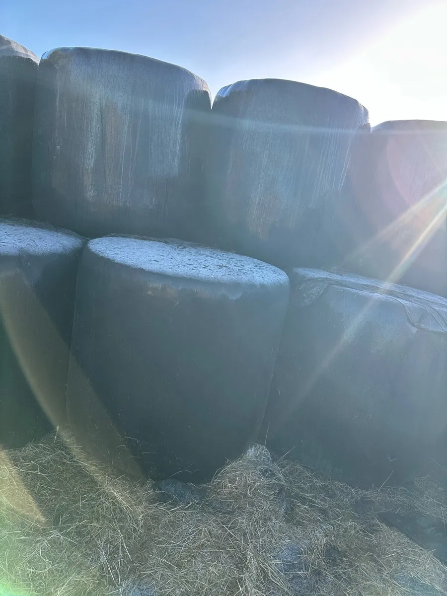 Haylage,silage - Image 2