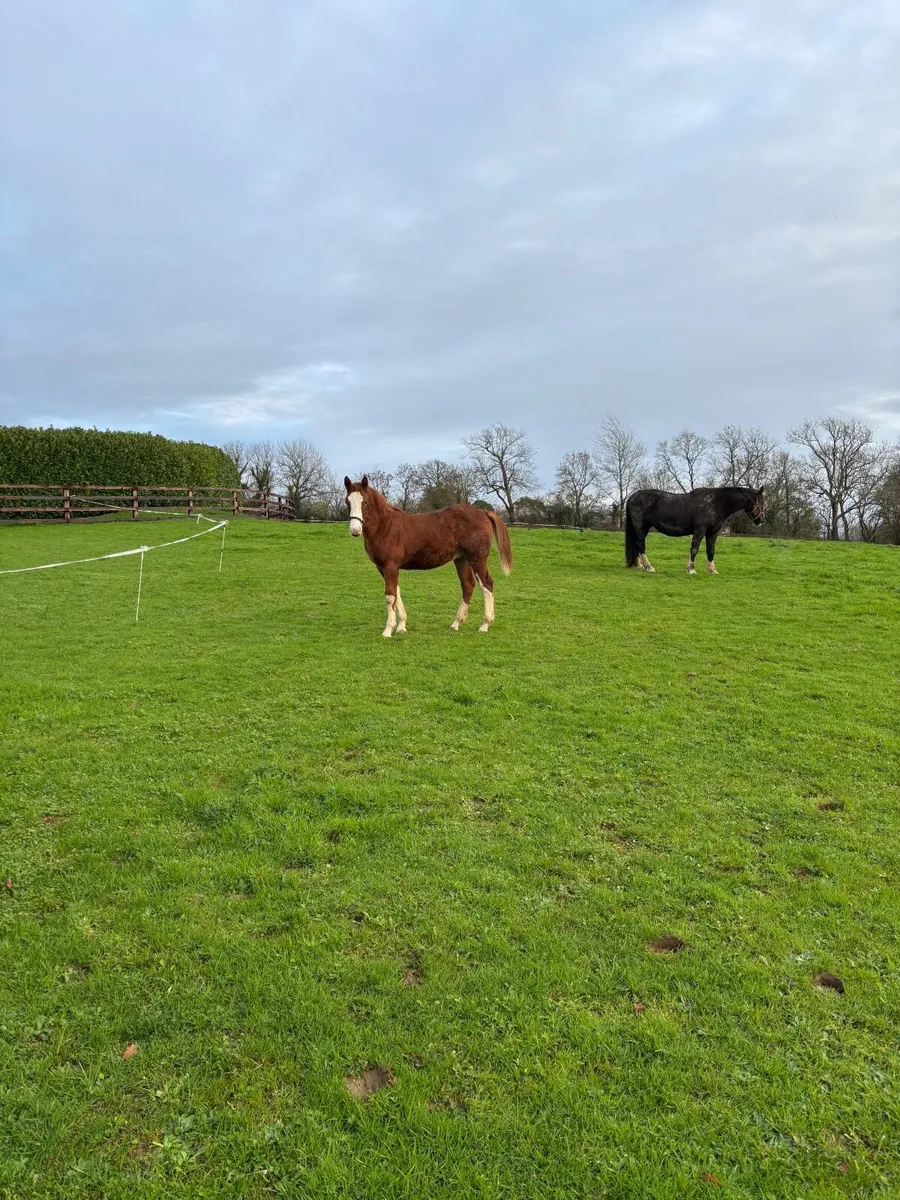 Irish Draught Foal - Image 1