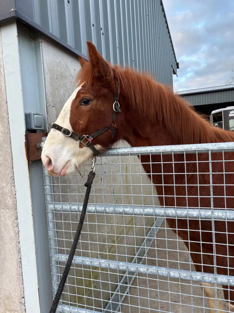 Irish Draught Foal - Image 2