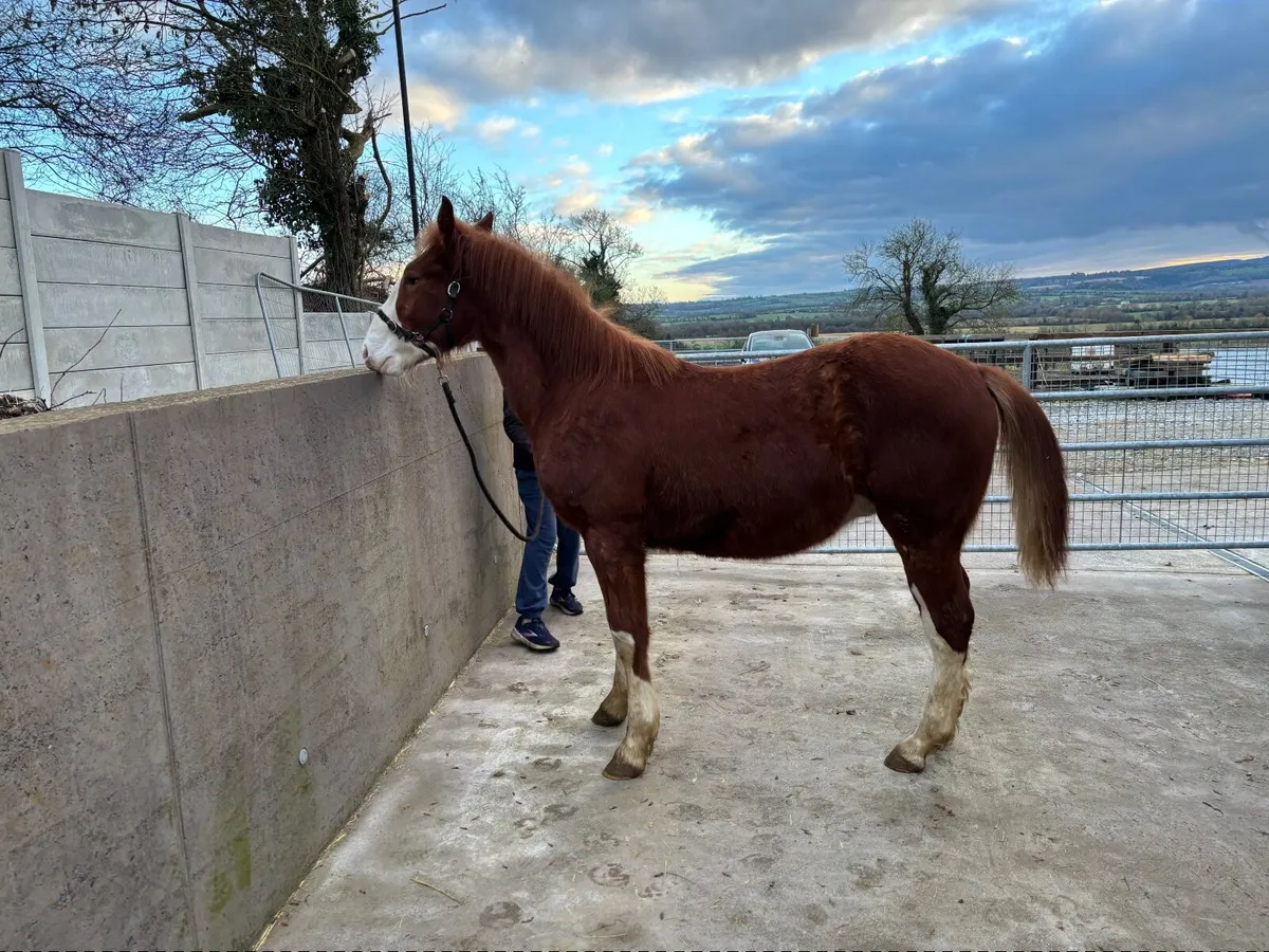 Irish Draught Foal - Image 4
