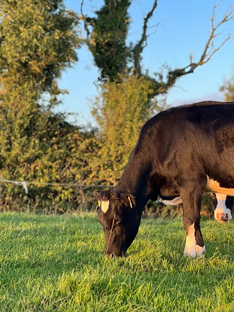 Dairy heifer contract rearing available - Image 2