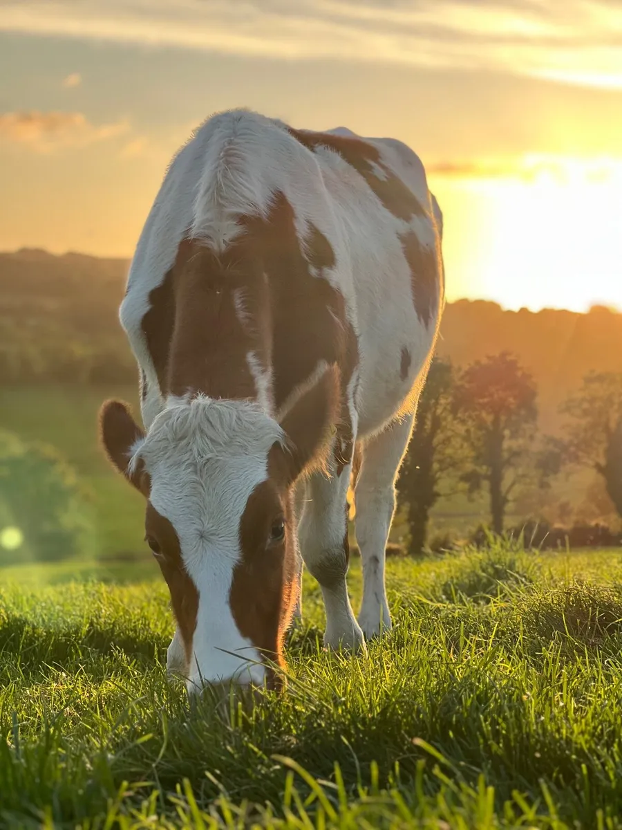 Dairy heifer contract rearing available - Image 1