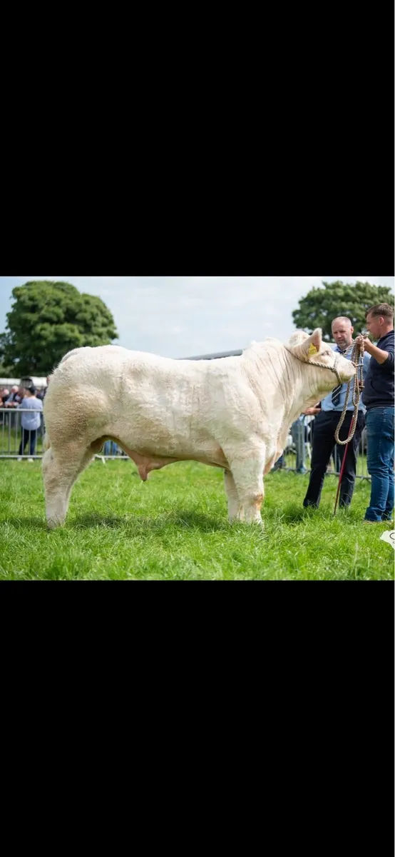 Pedgriee charolais bull - Image 2