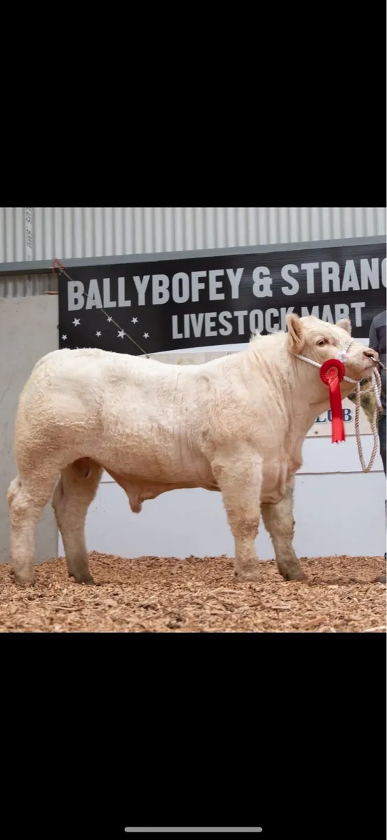 Pedgriee charolais bull - Image 1