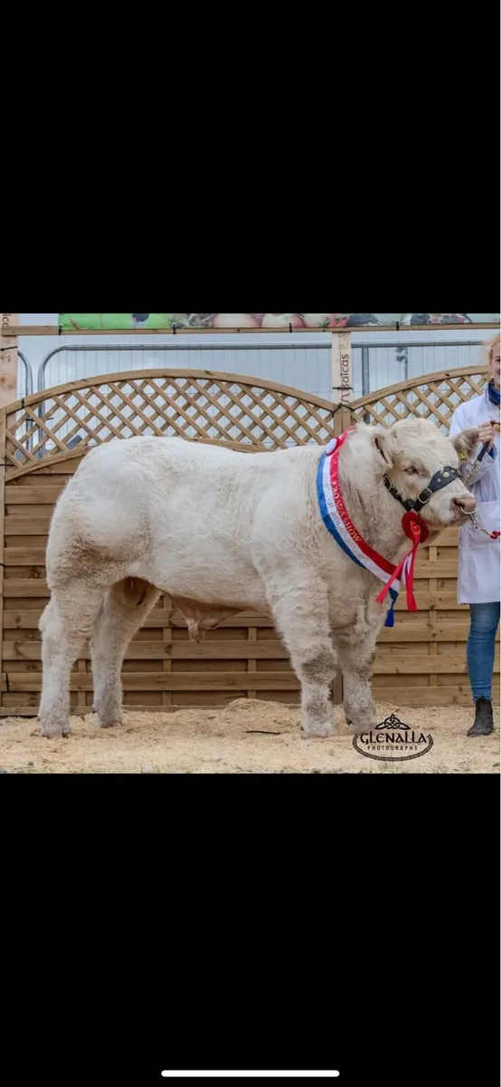 Pedgriee charolais bull - Image 4