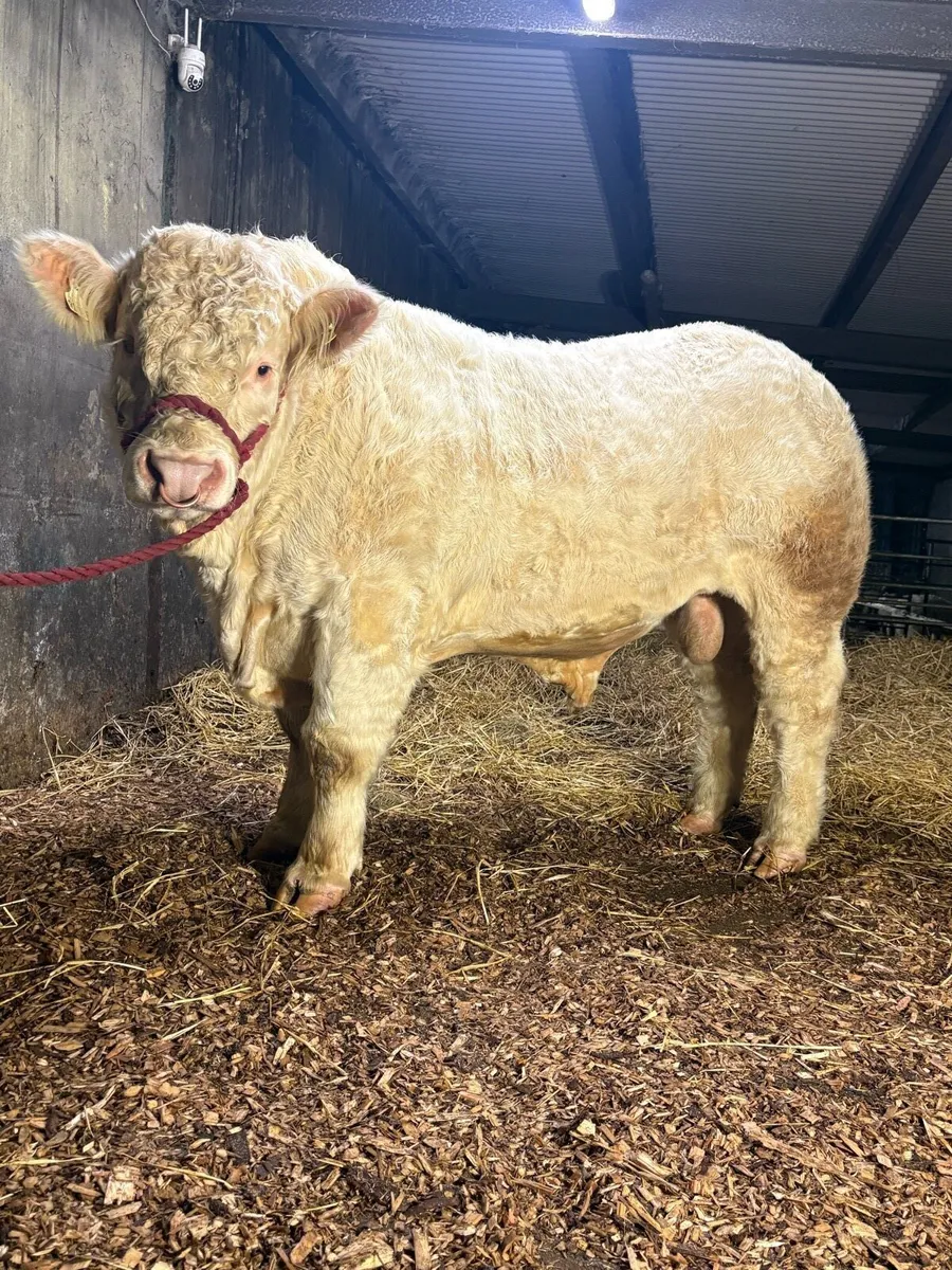 Pedgriee charolais bull - Image 3