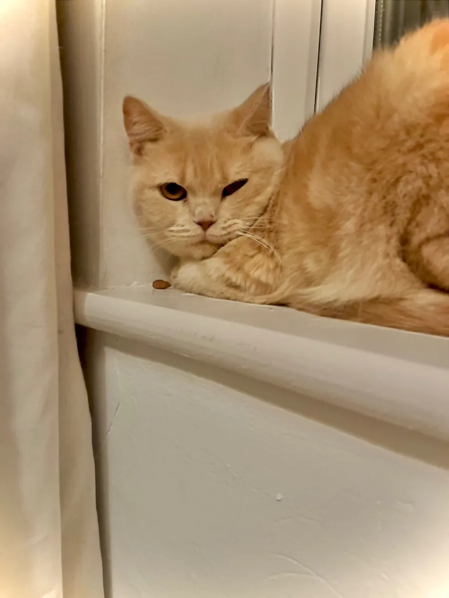 British Short-Hair - Image 2