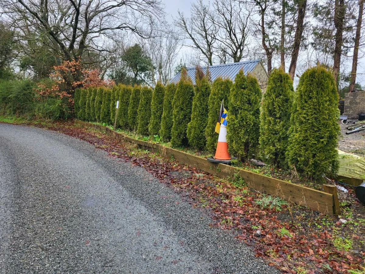 Evergreen trees - Image 1