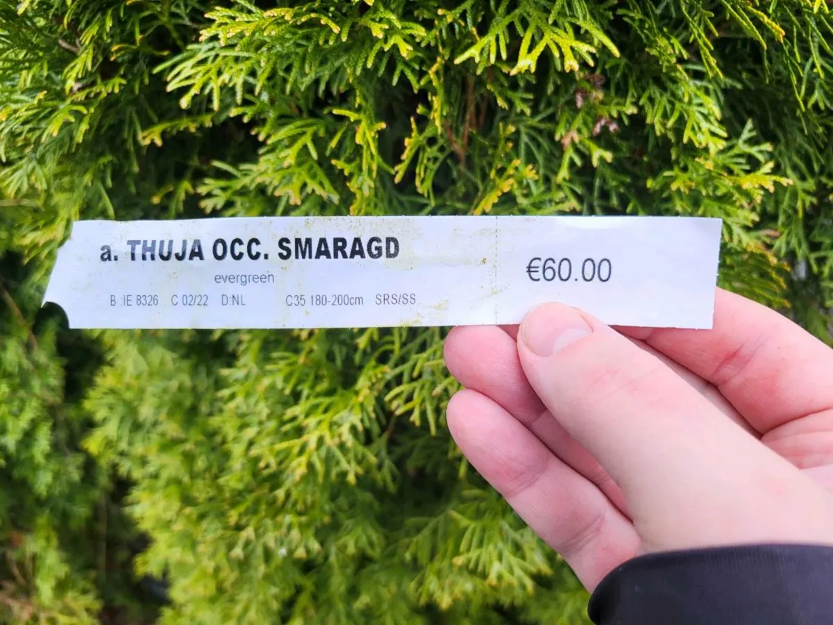 Evergreen trees - Image 2