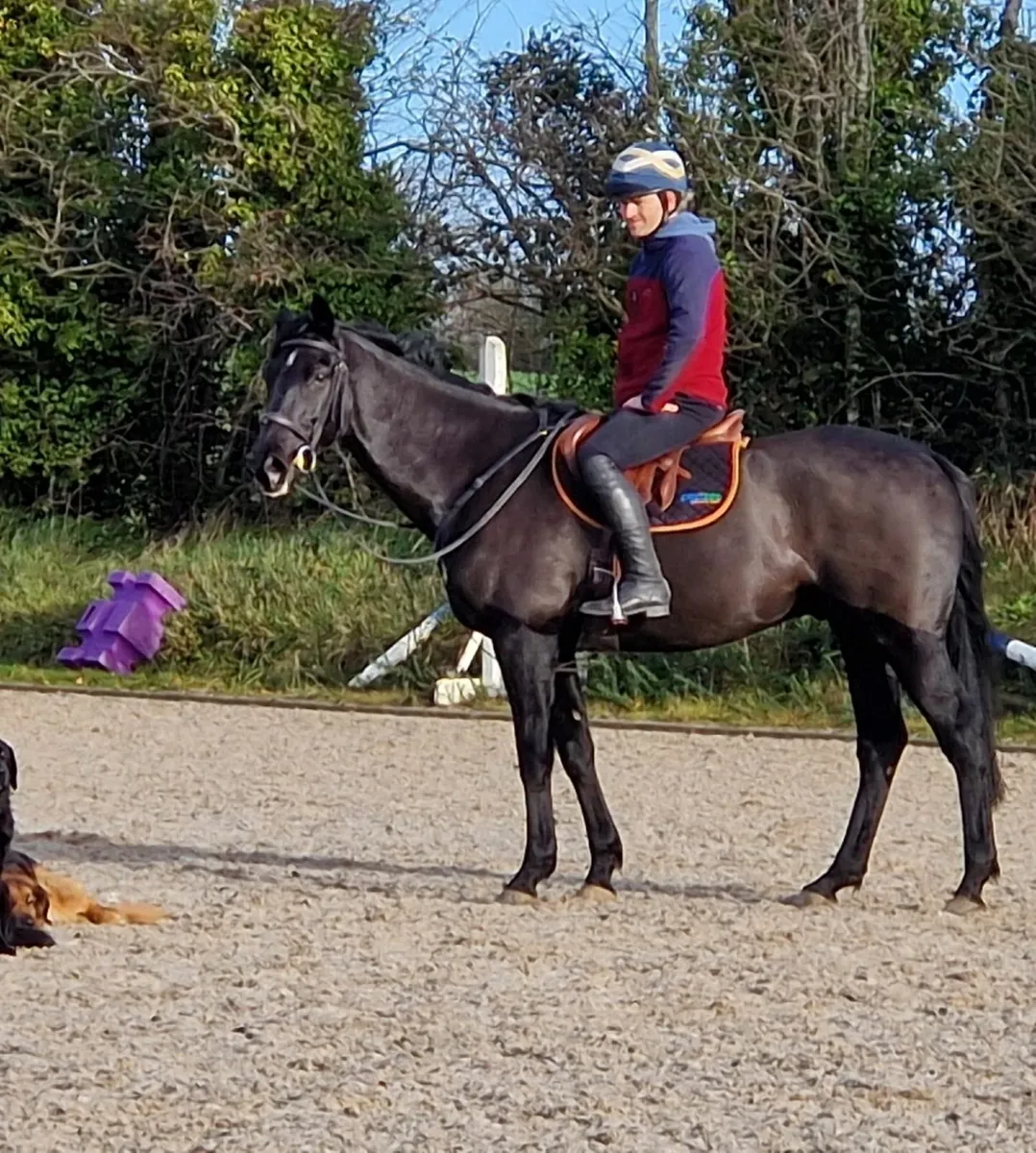 Sporthorse all rounder - Image 2