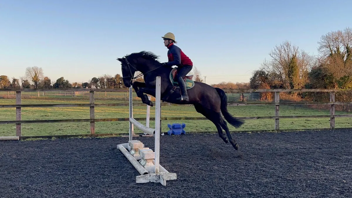 Sporthorse all rounder - Image 1