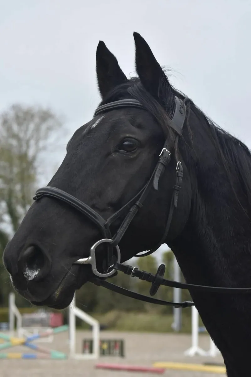 Sporthorse all rounder - Image 3