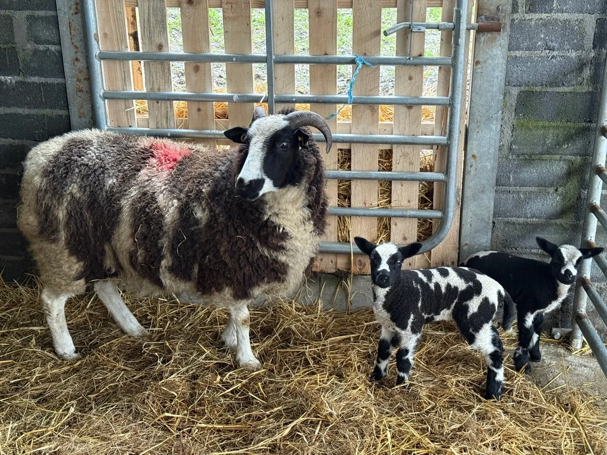 Seeking a pet lamb - Image 2