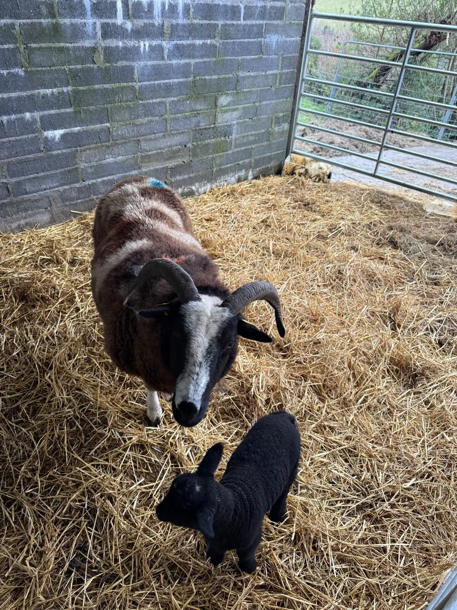 Seeking a pet lamb - Image 1