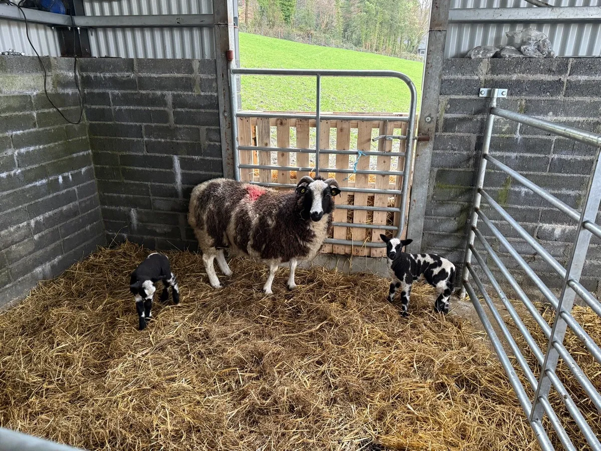 Seeking a pet lamb - Image 4